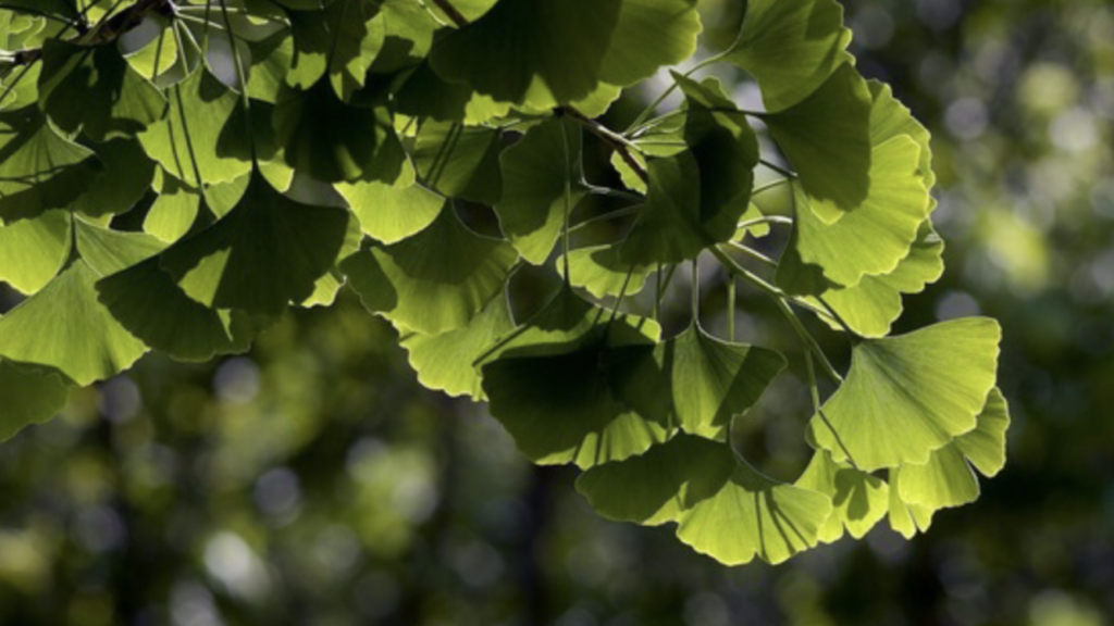 Реликтовое растение гинкго билоба  - источник флавоноидов, обладает антиоксидантными свойствами